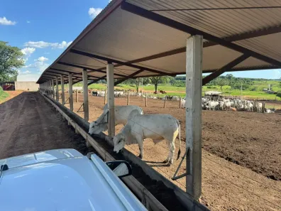 Fazenda/Sítio com 6 Quartos à venda, 1113200m² no Área Rural de Monte Aprazível, Monte Aprazível