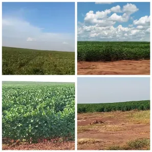 Fazenda/Sítio à venda, 1700000m² no Chácara das Mansões, Campo Grande