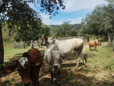 Fazenda/Sítio com 3 Quartos à venda, 2400000m² no , Chapada Gaúcha