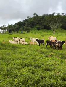 Fazenda/Sítio à venda, 11m² no , Taquaral de Goiás