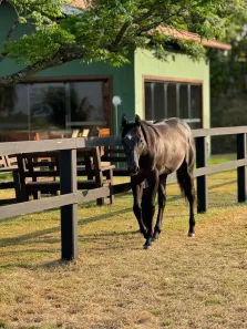 Fazenda/Sítio com 4 Quartos à venda, 363000m² no Área Rural de Mogi Mirim, Mogi Mirim