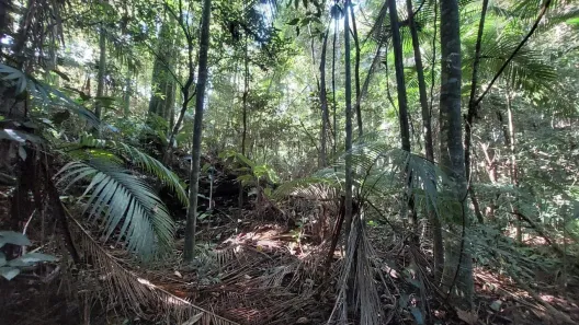 Fazenda/Sítio com 1 Quarto à venda, 10000m² no , Águas Mornas
