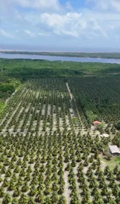 Fazenda/Sítio com 1 Quarto à venda, 150000m² no , Paço do Lumiar