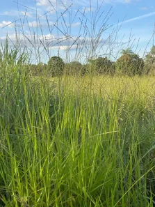 Fazenda/Sítio com 2 Quartos à venda, 500000m² no Área Rural de Formosa, Formosa
