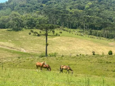 Fazenda/Sítio com 3 Quartos à venda, 149m² no Rio Vermelho Estação, São Bento do Sul