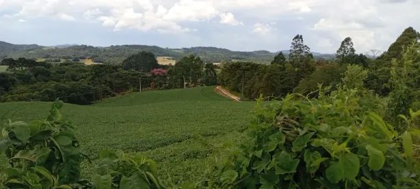 Fazenda/Sítio à venda, 24200m² no Campo Novo, Campo Magro