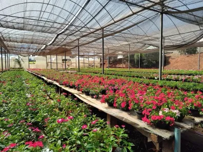 Fazenda/Sítio à venda, 29000m² no Área Rural de Santo Antônio de Posse, Santo Antônio de Posse