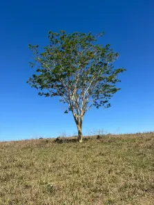 Fazenda/Sítio à venda, 180m² no Estância Vila Azul (Zona Rural), São José do Rio Preto