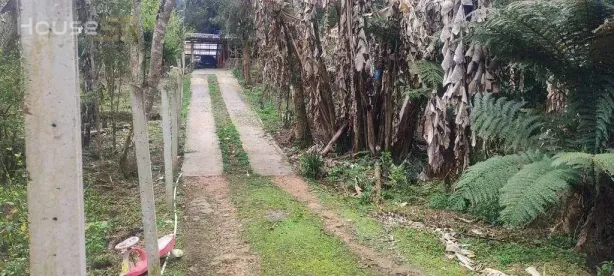 Fazenda/Sítio à venda, 60m² no Borda do Campo, São José dos Pinhais