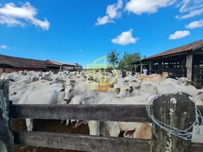 Fazenda/Sítio à venda, 10m² no Fazendinha, Araruama