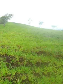 Fazenda/Sítio com 5 Quartos à venda, 2743400m² no , Ubaíra