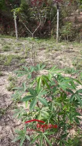 Lote/Terreno à venda, 2000m² no Vila Velha, Caçapava