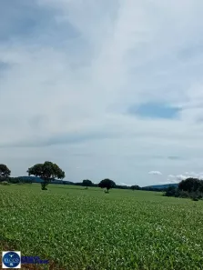 Lote/Terreno à venda, 180m² no Setor Central, Talismã