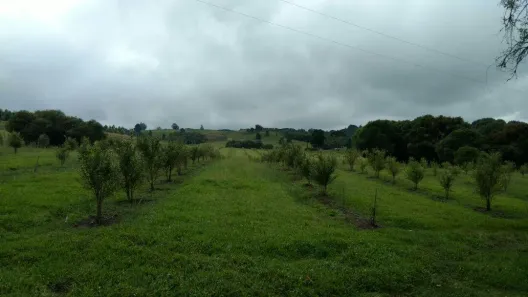 Fazenda/Sítio com 2 Quartos à venda, 60m² no , Balsa Nova
