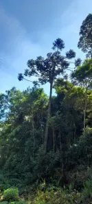 Lote/Terreno à venda, 4000m² no Centro, São Lourenço da Serra