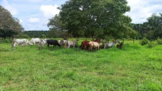 Fazenda/Sítio com 3 Quartos à venda, 310000000m² no Plano Diretor Norte, Palmas
