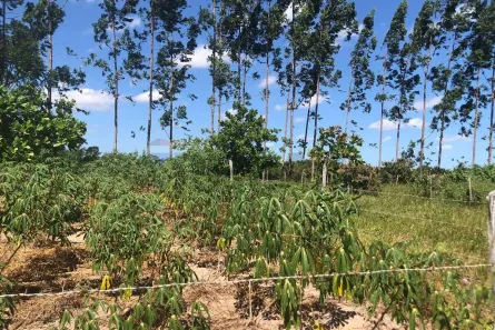 Lote/Terreno à venda, 200m² no , Cruz