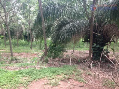 Fazenda/Sítio com 4 Quartos à venda, 847000m² no , União Paulista