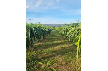 Lote/Terreno à venda, 20000m² no Setor Habitacional Jardim Botânico, Brasília
