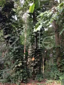 Lote/Terreno à venda, 2640m² no Jardim Santana, Campinas