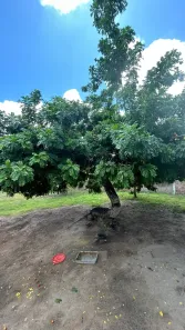 Fazenda/Sítio com 3 Quartos à venda, 5000m² no , Taipu
