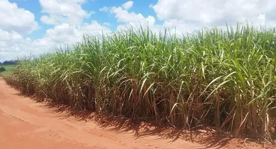 Fazenda/Sítio à venda, 982520m² no , Amaporã