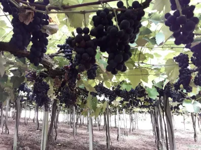 Fazenda/Sítio com 3 Quartos à venda, 31000m² no Roça Grande, Colombo