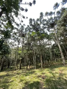 Lote/Terreno à venda, 8310m² no , Campo Alegre
