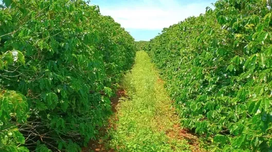Fazenda/Sítio à venda, 96800m² no Área Rural de Apucarana, Apucarana