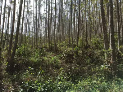 Fazenda/Sítio à venda, 101900m² no Centro, Cunha