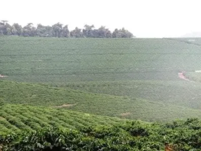 Fazenda/Sítio com 4 Quartos à venda, 50000000m² no Bom Sucesso, Bom Sucesso