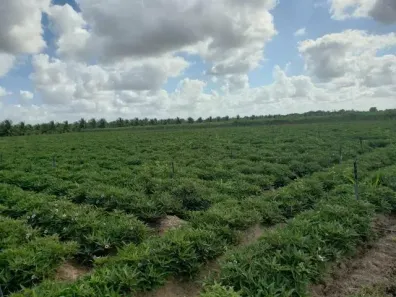 Fazenda/Sítio com 3 Quartos à venda, 8400000m² no , Vera Cruz