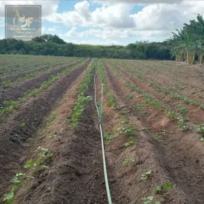 Fazenda/Sítio com 3 Quartos à venda, 440000m² no , Touros
