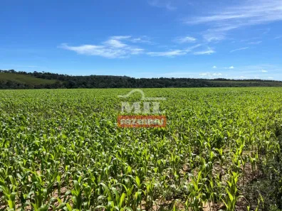 Fazenda/Sítio à venda, 1m² no , Cocalzinho de Goiás