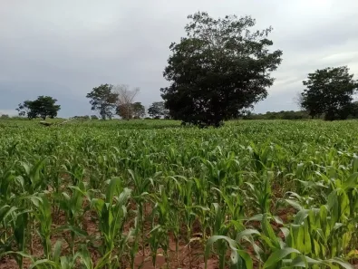 com 3 Quartos à venda, 120m² no , Guiratinga
