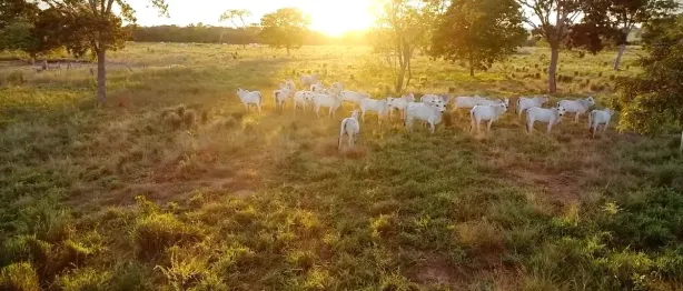 Fazenda/Sítio com 3 Quartos à venda, 1000m² no Zona Rural, Cocalinho
