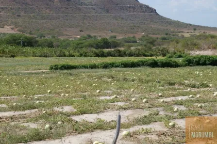 Fazenda/Sítio com 1 Quarto à venda, 16000m² no , Abaré