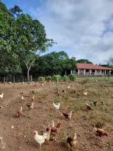 Fazenda/Sítio com 4 Quartos à venda, 9800m² no Centro, Aquiraz
