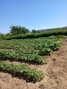 Fazenda/Sítio com 2 Quartos à venda, 5000m² no Área Rural de Águas Lindas de Goiás, Águas Lindas de Goiás