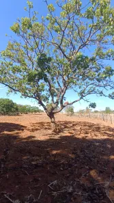 Fazenda/Sítio à venda, 6000m² no Área Rural de Hidrolândia, Hidrolândia