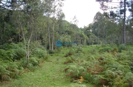 Lote/Terreno à venda, 25000m² no Brandalise, Caxias do Sul