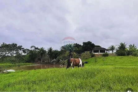 Fazenda/Sítio com 2 Quartos à venda, 200m² no União dos Palmares, União dos Palmares