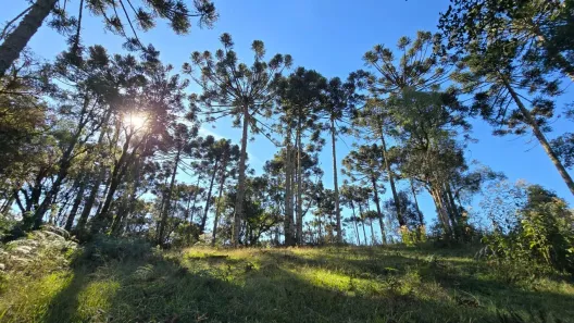 Fazenda/Sítio à venda, 100000m² no , Rio Rufino