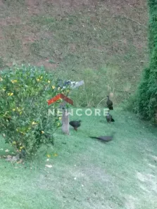 Casa de Condomínio com 2 Quartos à venda, 500m² no , Monteiro Lobato
