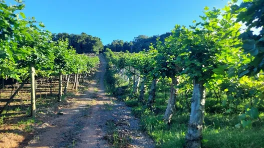Fazenda/Sítio com 1 Quarto à venda, 100000m² no , Garibaldi