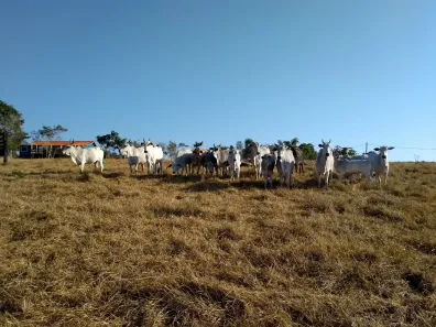 Fazenda/Sítio com 3 Quartos à venda, 196m² no , Angatuba
