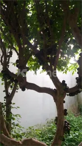 Sobrado com 2 Quartos à venda, 159m² no Centro, Pereiras