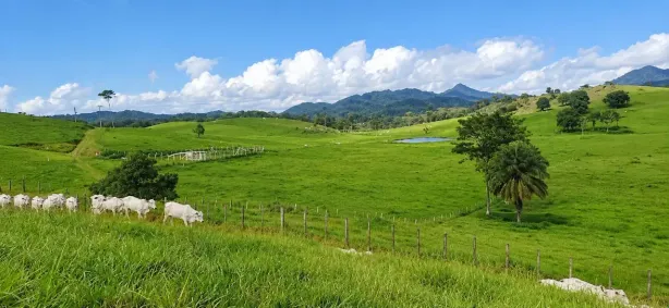 Fazenda/Sítio com 10 Quartos à venda, 550000000m² no , Itagi