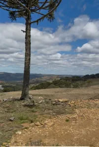 Fazenda/Sítio à venda, 20000m² no Perico, São Joaquim