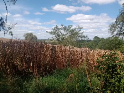 Fazenda/Sítio com 1 Quarto à venda, 205700m² no , Angatuba